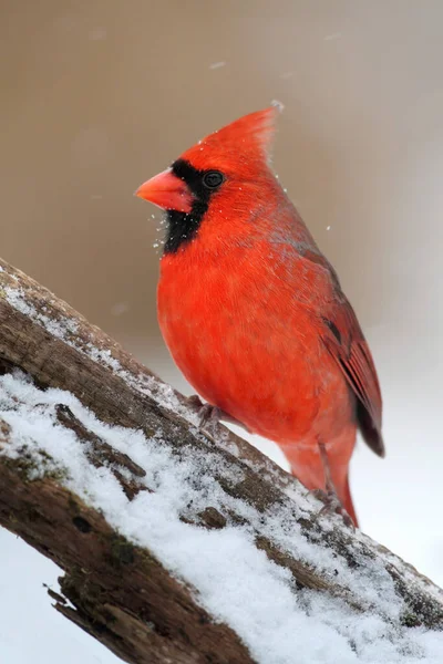 Männlicher Nördlicher Kardinal Cardinalis Cardinalis Einer Verschneiten Szene — Stockfoto