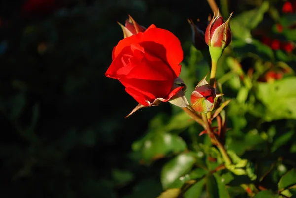 Rosenblad Flora — Stockfoto