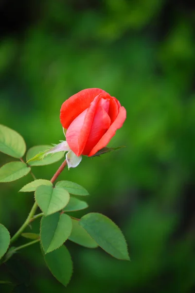 Fondo Colorido Para Tarjeta Del Día San Valentín — Foto de Stock