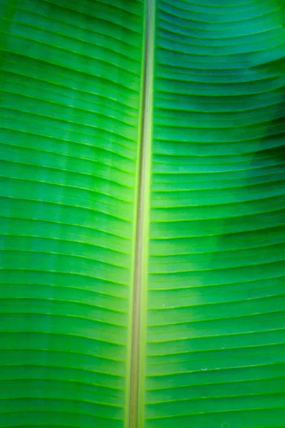 バナナの葉のディテールクローズアップ — ストック写真