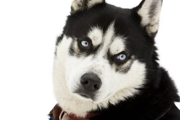 Güzel Mavi Gözlü Sibirya Husky Köpeğinin Portresi — Stok fotoğraf
