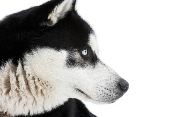 Portret Van Een Prachtige Siberische Husky Hond Met Blauwe Ogen — Stockfoto