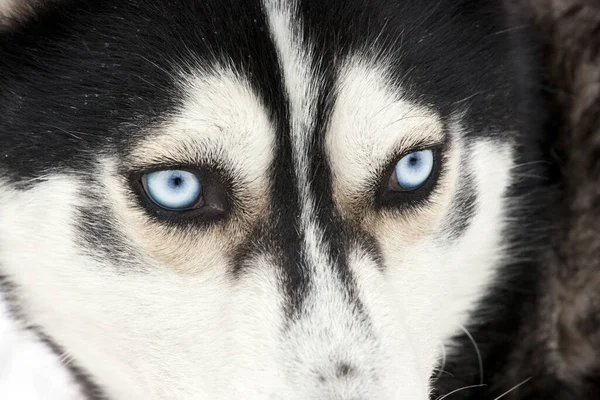 Porträtt Vacker Blåögd Sibirisk Husky Hund — Stockfoto