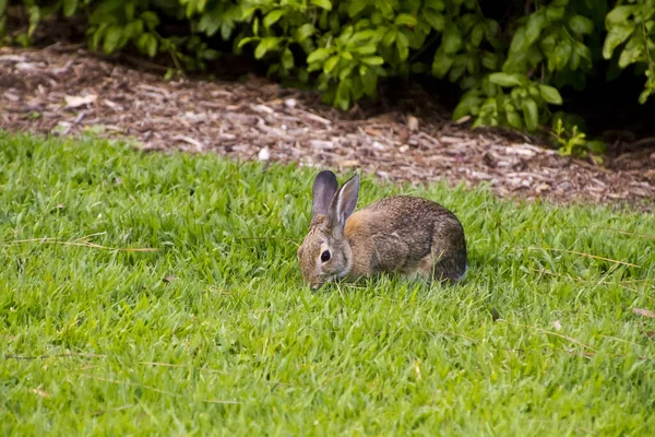 可爱的兔子 特写镜头 — 图库照片