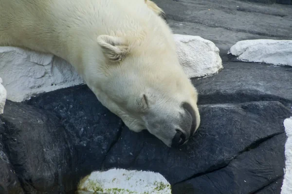 Biały Niedźwiedź Polarny Drapieżnik — Zdjęcie stockowe