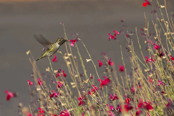 Vista Panoramica Bellissimo Uccello Natura — Foto Stock