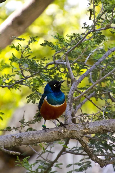 Спостереження Птахами Милий Птах Дикій Природі — стокове фото