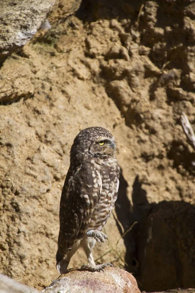 Vue Bel Oiseau Nature — Photo