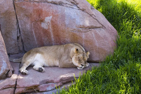 Prédateur Animal Lion Prédateur Félin — Photo