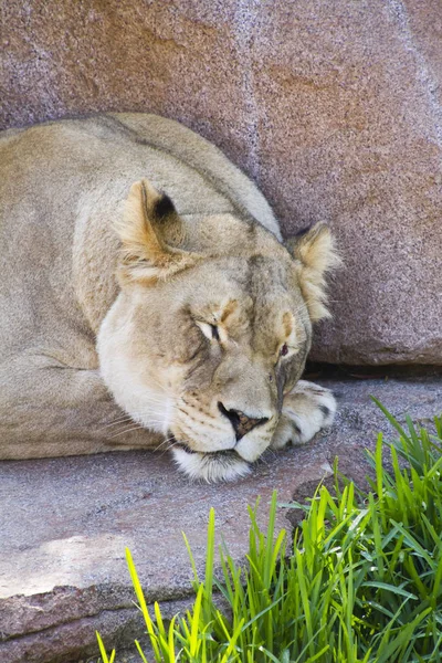 Roofdier Leeuwenkattenjager — Stockfoto