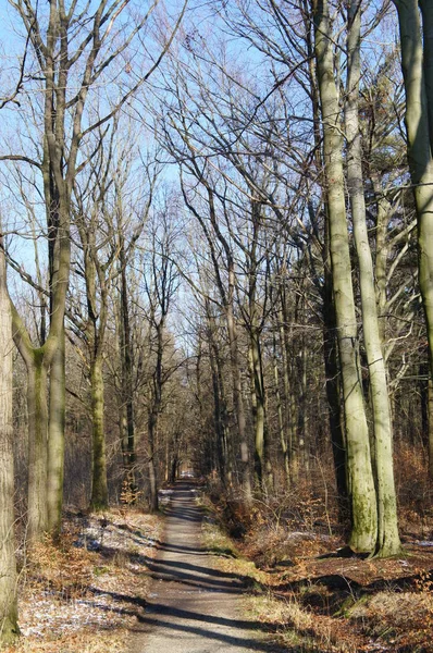 一条笔直的小路穿过一片光秃秃的落叶森林 — 图库照片