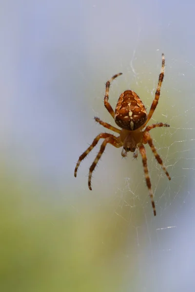 Araneus Diadematu Bahçe Örümceği Çapraz Örümcek — Stok fotoğraf