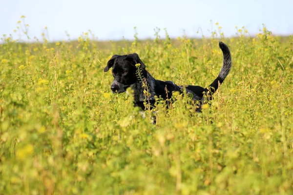 Perro Blanco Negro Que Corre Hierba — Foto de Stock