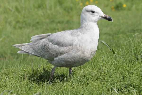 Glaucous Winged Gull Larus Glaucescens Staand Gras — Stockfoto