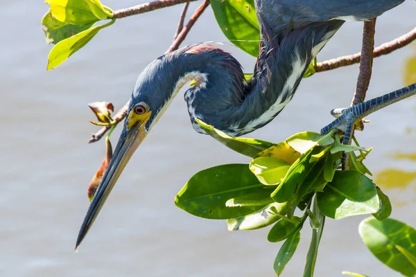 Hierba Azul Americana Busca Comida Ngreat Herón Azul Forjarse — Foto de Stock