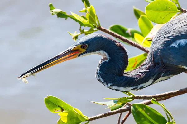 Hierba Azul Americana Busca Comida Ngreat Herón Azul Forjarse — Foto de Stock