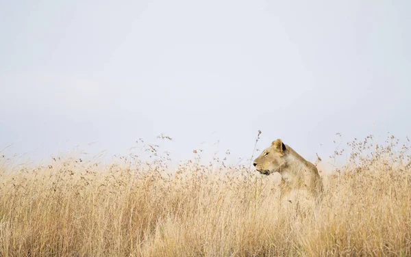 Leoa Grama Alta Reserva Nacional Maasai Mara Quênia África Oriental — Fotografia de Stock