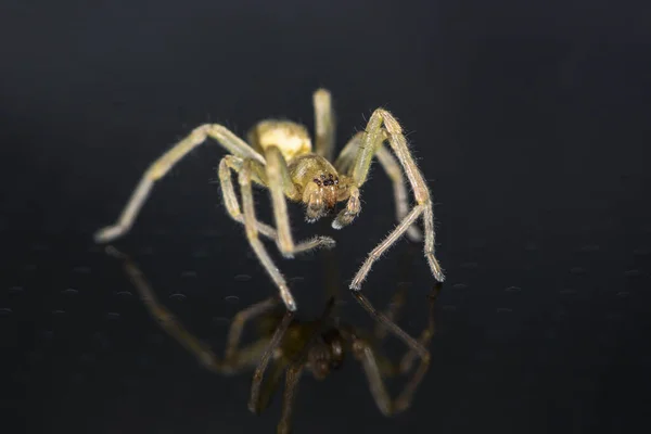 Scary Spider Animal Predator — Stock Photo, Image