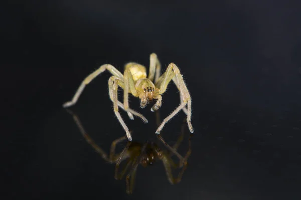 Scary Spider Insect Creature — Stock Photo, Image