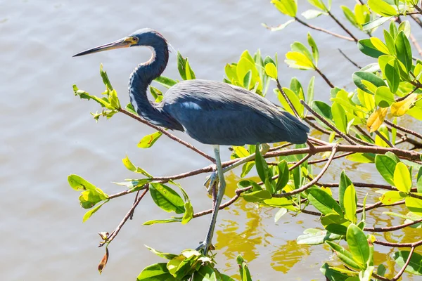 アメリカの灰色のサギの採餌 Ngreat青のサギの採餌 — ストック写真