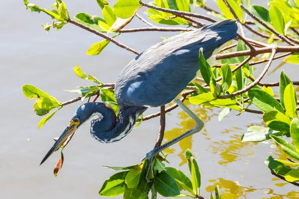 American Blue Heron Cerca Cibo Ngrande Airone Blu Sul Foraggiamento — Foto Stock