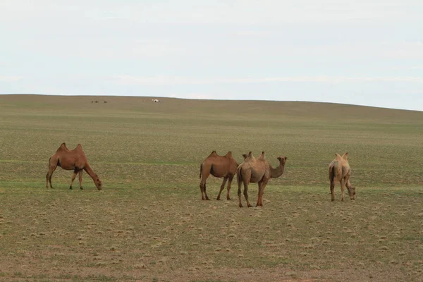 Velbloudi Poušti Gobi Mongolsko — Stock fotografie