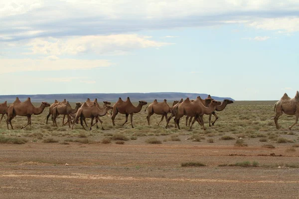 Kamelen Gobi Woestijn Mongolia — Stockfoto