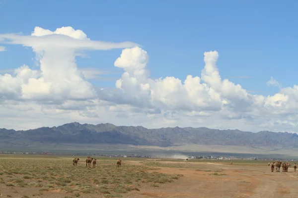 Cammelli Nel Deserto Gobi Mongolia — Foto Stock