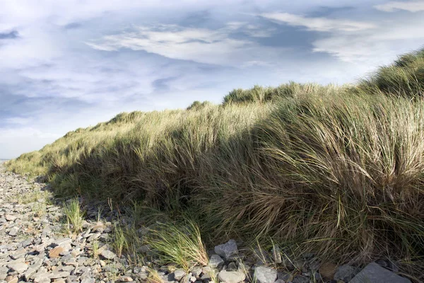 Hoog Duingras Een Rotsachtig Strand County Kerry Ierland Zachtjes Blazend — Stockfoto