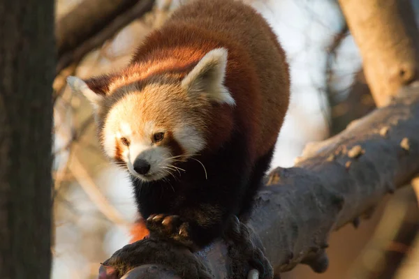 Kırmızı Panda Ailurus Fulgens — Stok fotoğraf