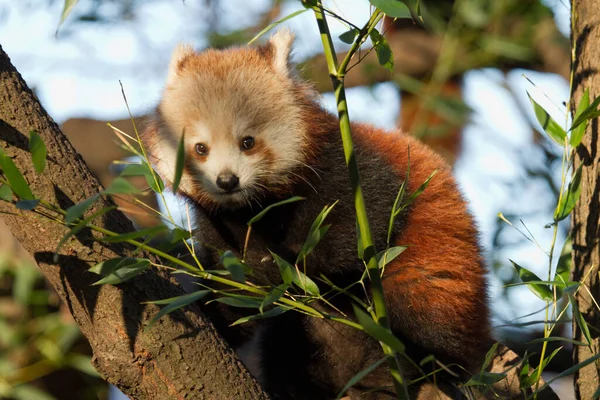 Panda Rouge Ailurus Fulgens — Photo