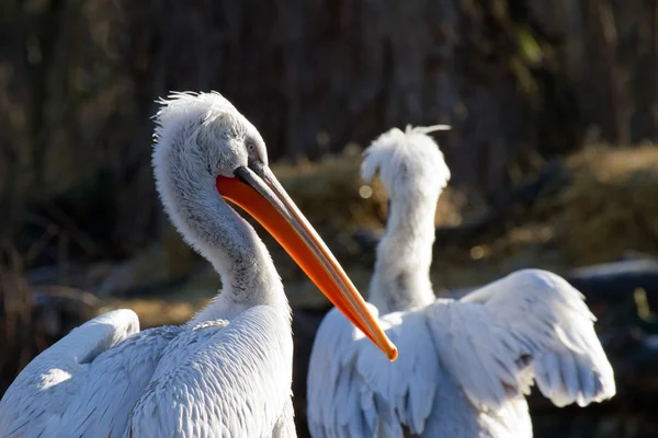 Aussichtsreicher Blick Auf Den Schönen Storchvogel Der Natur — Stockfoto