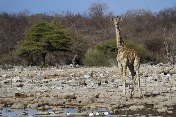 Girafe Faune Animale Faune Naturelle — Photo