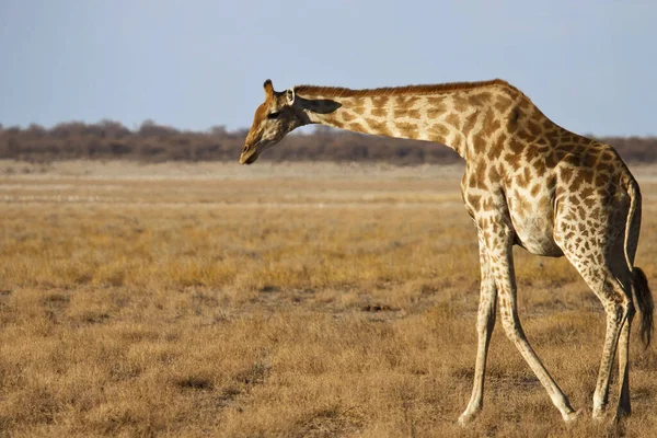 Alta Giraffa Bruna Animale Flora Fauna Natura — Foto Stock