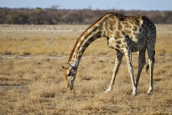 Hnědá Žirafa Zvířata Volně Žijící Živočichové Flóra Fauny Přírodě — Stock fotografie