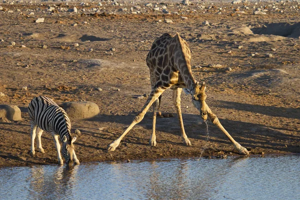 Giraffe Dier Het Wild Natuur Fauna — Stockfoto