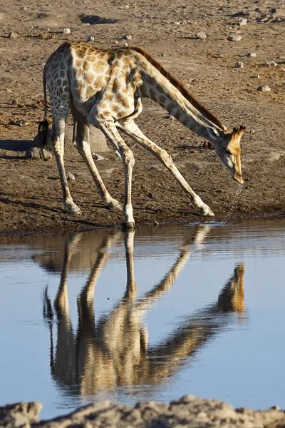 Grote Bruine Giraffe Dier Flora Fauna Natuur — Stockfoto