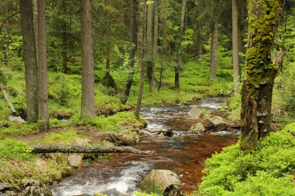 Piękny Widok Scenę Natury — Zdjęcie stockowe