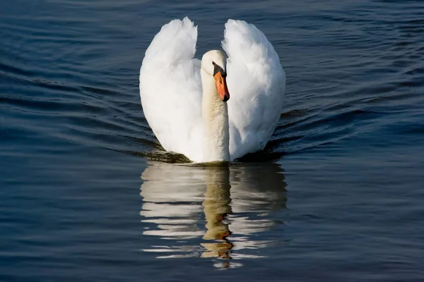 Cisne Blanco Con Reflejo Agua Una Hermosa Mañana — Foto de Stock
