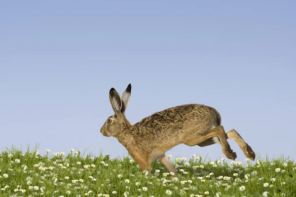 Påsk Kanin Körs Blomsteräng — Stockfoto