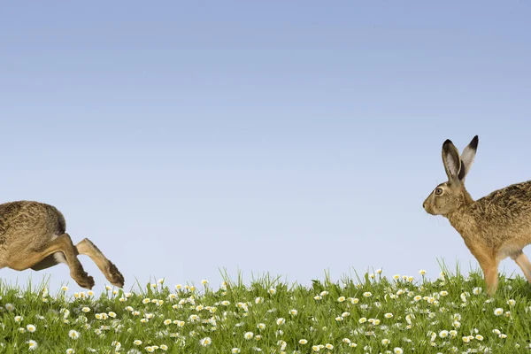 Dos Bunnies Más Rápidos Compiten Por Prado Flores — Foto de Stock