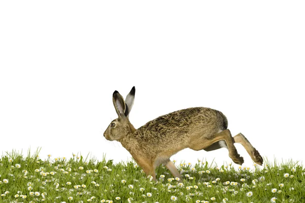 Paskalya Tavşanı Bir Çiçek Çayırının Üzerinden Geçiyor — Stok fotoğraf