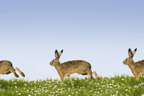 Three Easter Bunny Races Flower Meadow — Stock Photo, Image