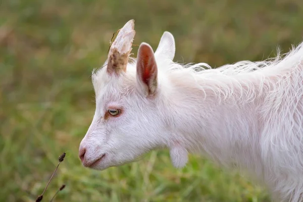 Koza Biała Koza Biała — Zdjęcie stockowe