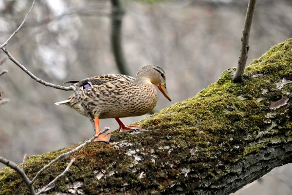 Vista Cênica Pato Mallard Bonito Natureza — Fotografia de Stock