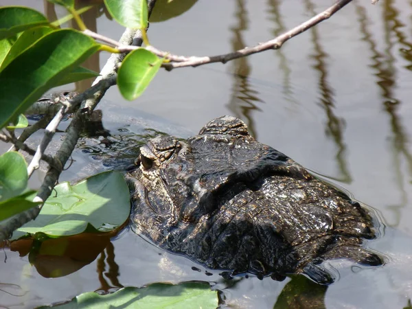Krokodil Gevaarlijk Reptiel Dier — Stockfoto