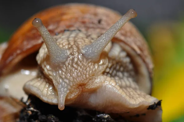 Lumaca Lenta Animale Viscido — Foto Stock