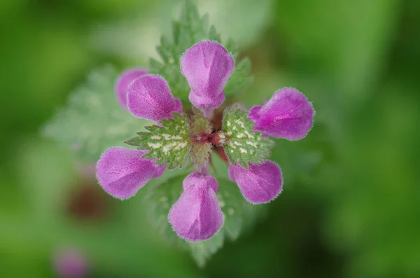 Piękne Botaniczne Ujęcie Naturalna Tapeta — Zdjęcie stockowe