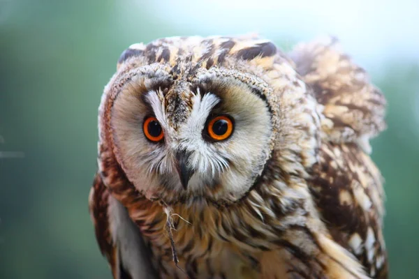 Vogelthema Malerischer Schuss — Stockfoto