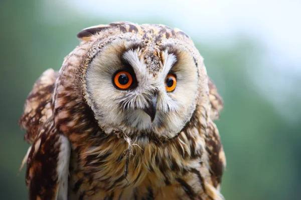 Schilderachtig Uitzicht Prachtige Vogel Natuur — Stockfoto